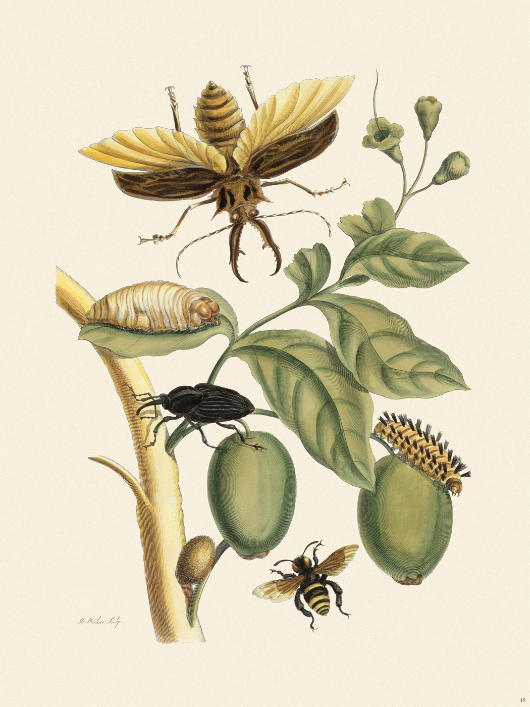 Merian Metamorphosis 48